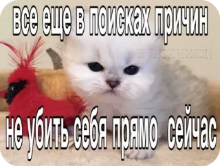 Sticker from Котики в суицидальной агонии