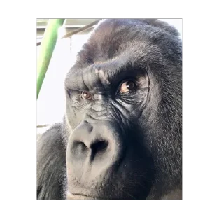 Sticker from 🦍