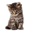 котятки sticker preview 4