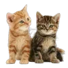 котятки sticker preview 3