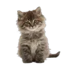котятки sticker preview 1