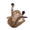 котятки sticker preview 2