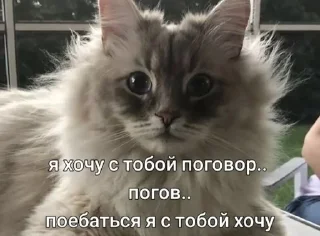 Sticker from чат для котиков @RuBlackMafia