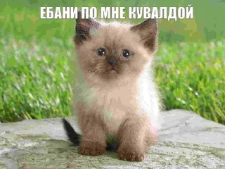Sticker from чат для котиков @RuBlackMafia