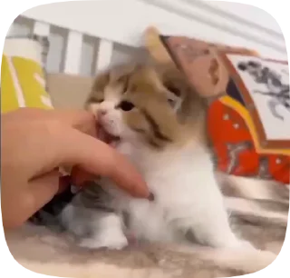 🥺 emoji ♡ котики ♡ @hyungily Telegram sticker 8 of 49