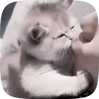 😘 emoji ♡ котики ♡ @hyungily Telegram sticker 7 of 49