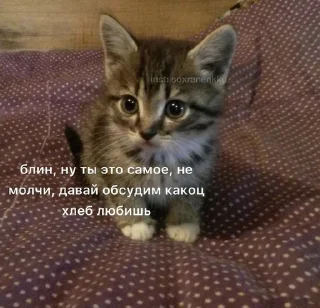 Sticker from чат для котиков @RuBlackMafia