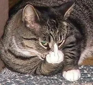 🖕 emoji мяу мяу Telegram sticker 6 of 11