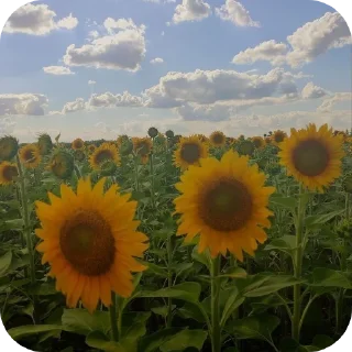 👍 emoji 🌼Лето🌅 Telegram sticker 6 of 55