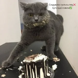 Sticker from Кітики🐱