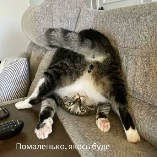 Sticker from Кітики🐱