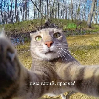 Sticker from Кітики🐱