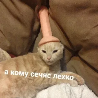 Sticker from Топ пак 👉 @pornostikerys 🔞