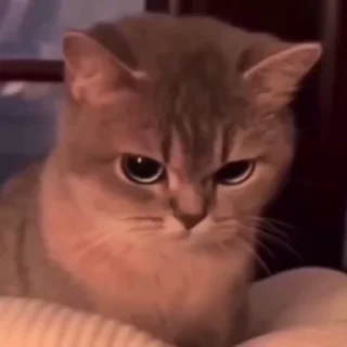 😡 emoji котики 2 Telegram sticker 14 of 32