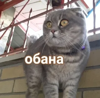 Sticker from Рисік