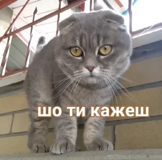 Sticker from Рисік