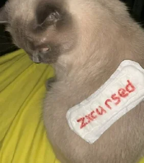 Sticker from я выебал курседа
