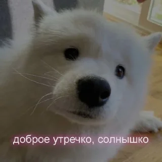 🌞 emoji Kotiki:) Telegram sticker 16 of 60