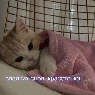 😴 emoji Kotiki:) Telegram sticker 19 of 60