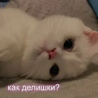 😇 emoji Kotiki:) Telegram sticker 12 of 60