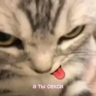 😏 emoji Kotiki:) Telegram sticker 8 of 60