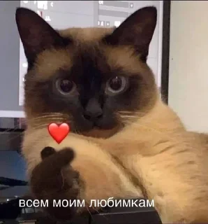 😘 emoji Kotiki:) Telegram sticker 6 of 60
