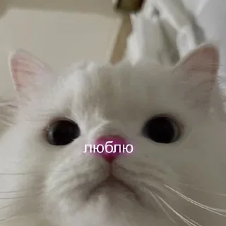 ❤ emoji Kotiki:) Telegram sticker 18 of 60