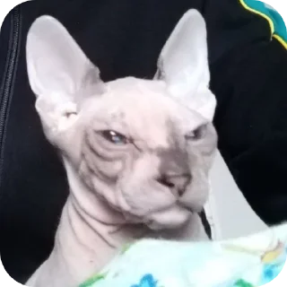 🐱 emoji Коты Telegram sticker 16 of 28