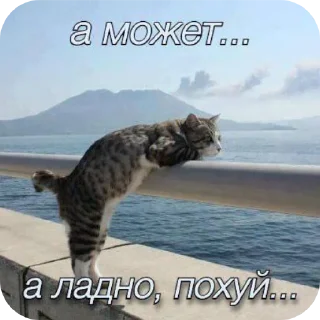 Sticker from Коты
