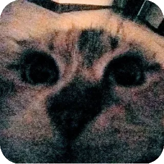 Sticker from Коты