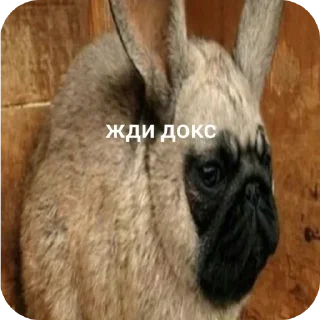 Sticker from Жди кокс