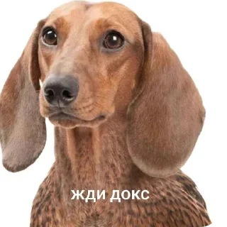 Sticker from Жди кокс