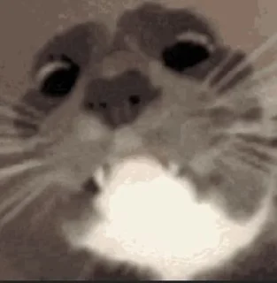 🌟 emoji чел... ты пупс Telegram sticker 13 of 25