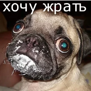 🙄 emoji мемы Telegram sticker 6 of 29