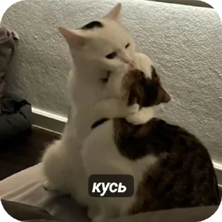 Sticker from ★cat★