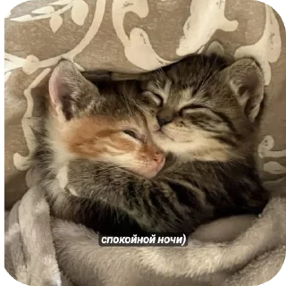 Sticker from ★cat★
