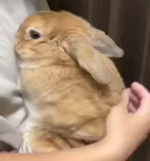 Sticker from Silly bunnies