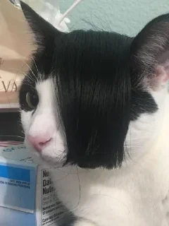 Sticker from Meowmeow