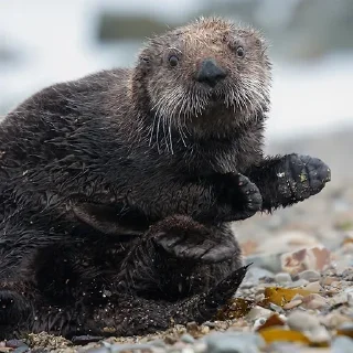 🧐 emoji 🦦Otters by @mackerelsticker Telegram sticker 12 of 70