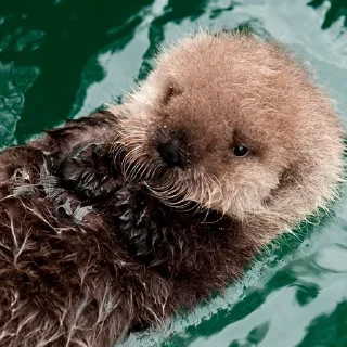 🥺 emoji 🦦Otters by @mackerelsticker Telegram sticker 18 of 70