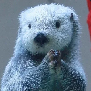 😒 emoji 🦦Otters by @mackerelsticker Telegram sticker 23 of 70