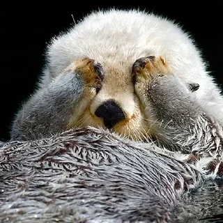 🙈 emoji 🦦Otters by @mackerelsticker Telegram sticker 17 of 70