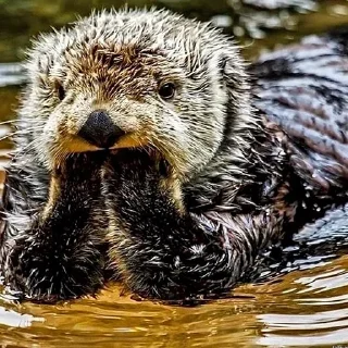 🤔 emoji 🦦Otters by @mackerelsticker Telegram sticker 7 of 70
