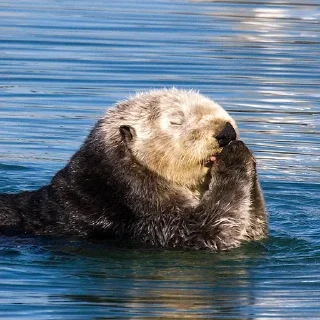 🙏 emoji 🦦Otters by @mackerelsticker Telegram sticker 10 of 70