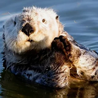 🙏 emoji 🦦Otters by @mackerelsticker Telegram sticker 13 of 70