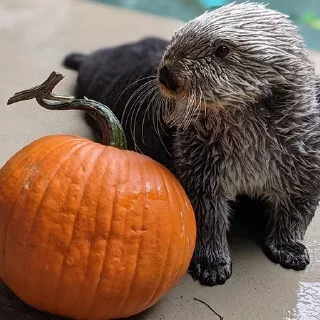 🎃 emoji 🦦Otters by @mackerelsticker Telegram sticker 20 of 70
