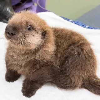 🥺 emoji 🦦Otters by @mackerelsticker Telegram sticker 16 of 70