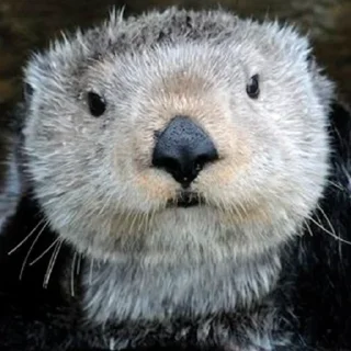 😊 emoji 🦦Otters by @mackerelsticker Telegram sticker 11 of 70