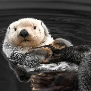 😌 emoji 🦦Otters by @mackerelsticker Telegram sticker 14 of 70