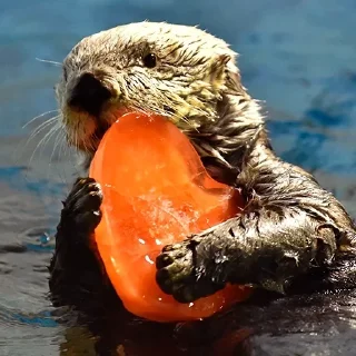 ❤️ emoji 🦦Otters by @mackerelsticker Telegram sticker 8 of 70